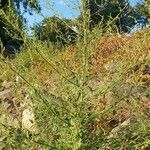 Atriplex littoralis Leaf