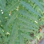 Rhus glabra Hoja