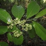 Casearia corymbosa Blad
