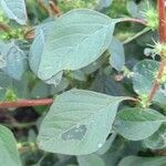 Amaranthus hybridus Leaf