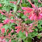 Agastache rupestris Flower