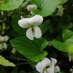 Viola striata Hábito