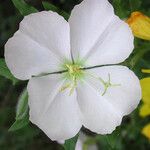 Oenothera neomexicana Kvet