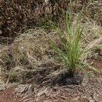 Paspalum urvillei Habit