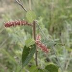 Acalypha crenata Kita