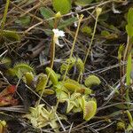 Pinguicula pumila 整株植物