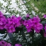 Bougainvillea spectabilis Lapas