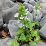 Stachys spinulosa Blodyn