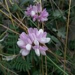 Coronilla viminalis Vaisius