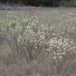 Brickellia eupatorioides Habitus