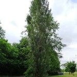 Populus nigra Συνήθη χαρακτηριστικά