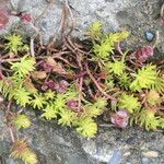 Petrosedum forsterianum Hoja