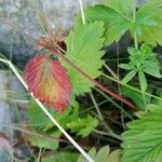 Fragaria moschata Folio