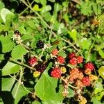 Rubus albiflorus Frucht