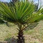 Washingtonia robusta পাতা