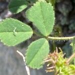 Medicago truncatula Blatt