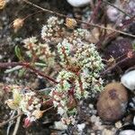 Chaetonychia cymosa Blüte