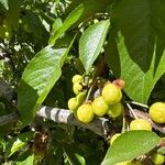 Prunus cerasus Fruto