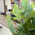 Phlebodium aureum 葉