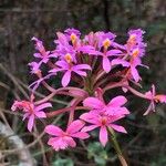 Epidendrum secundum Flor
