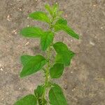 Chenopodium polyspermum Vekstform