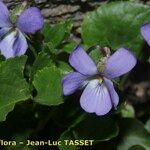 Viola pyrenaica Cvet