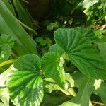 Begonia hirtella Blad