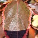 Acalypha wilkesianaList