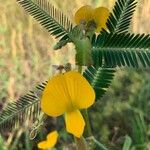 Sesbania sesban Fleur