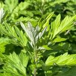 Artemisia princeps Feuille