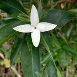 Alibertia edulis फूल