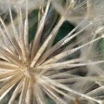 Tragopogon dubius Flower