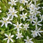 Ornithogalum divergensBloem