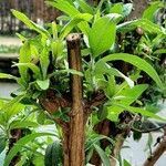 Buddleja globosa ᱥᱟᱠᱟᱢ