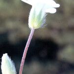 Cerastium scaposum Annet