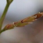 Catapodium rigidum Fruto