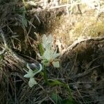 Orchis provincialis Flor