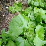 Saxifraga rotundifolia Φύλλο