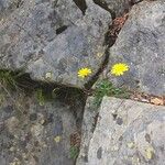 Hypochaeris robertia Flor