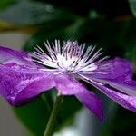 Clematis viticella Flower