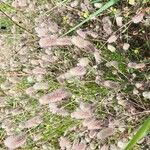 Trifolium arvense Flower