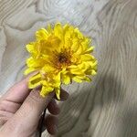 Gerbera leandrii Flower
