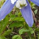 Clematis alpinaFlower