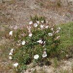 Calystegia macrostegia Tervik taim