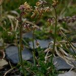 Thalictrum alpinum عادت