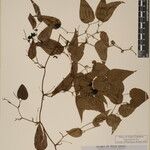 Smilax elegans Άλλα