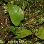 Caldesia parnassifolia Leaf