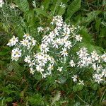 Chiliotrichum diffusum Vekstform