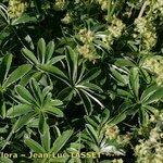 Alchemilla petiolulans Habit