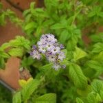 Heliotropium arborescens Квітка